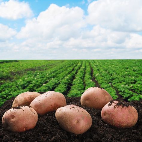 Potato Farm, Harvesting Potatoes, Seed Potatoes, Mrs Potato Head, Raised Patio, Fall Planting, Investment Company, Potato Head, People Search