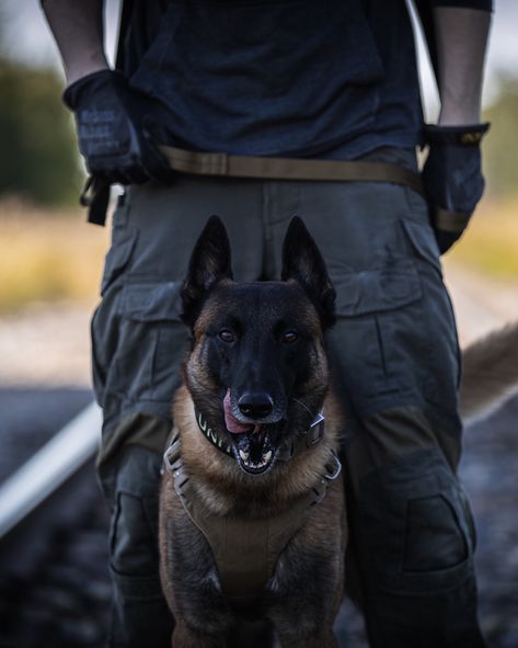 K9 Argo from LOF Defence rocking some of his protective K9 equipment. What is your most favourite piece of dog gear you own?  #dogs #malinois #workingdog #servicedog #dogphotography #photography Pastor Belga Malinois, Berger Malinois, Belgium Malinois, Army Dogs, Malinois Puppies, Belgian Malinois Dog, K9 Dogs, Military Working Dogs, Malinois Dog