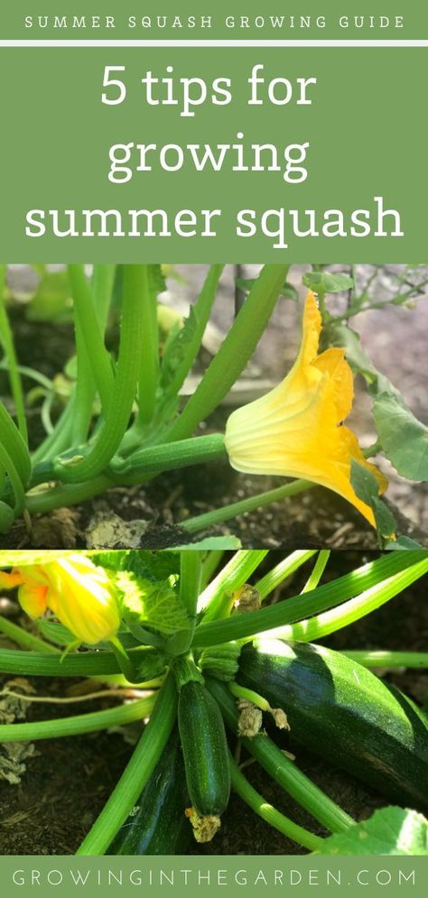 Growing Summer Squash, Grow Squash Vertically, Squash Companion Plants, Squash Growing, Grow Squash, How To Make Squash, Growing Squash, Zucchini Plants, Squash Plant