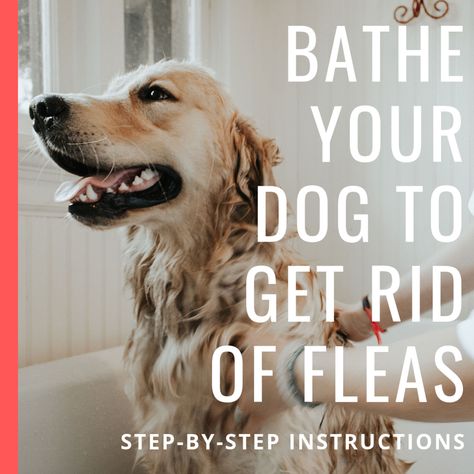 Flea Bath For Dogs, Dog Flea Remedies, Flea Shampoo For Dogs, Earth Food, Get Rid Of Fleas, Flea Remedies, Flea Shampoo, Flea Spray, Horse Care Tips