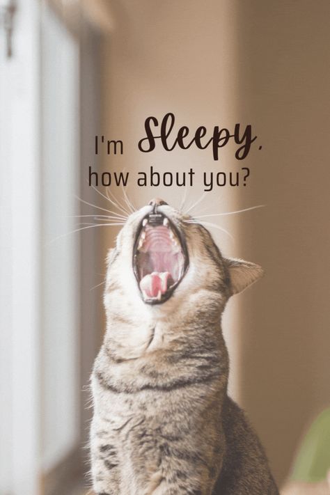 So Sleepy Quotes, Sleepy Cat Funny, Sleepy Cartoon, Sleepy Quotes, Im Sleepy, Sleepy Aesthetic, I Am Sleepy, Good Morning Winter, Morning Winter