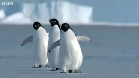 Top 10 Penguin GIFs Penguin Walk, Walking Gif, Penguin Day, Flightless Bird, Lose 30 Pounds, Finals Week, Animal Facts, The Cw, Animal Gifs