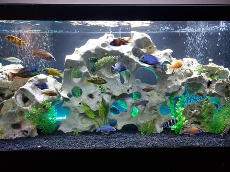 125 Gallon Aquarium Ideas, Cylinder Fish Tank Aquarium, 75 Gallon Planted Aquarium, 125 Gallon Aquarium, 12 Gallon Long Aquarium, African Cichlid Aquarium, Mbuna Cichlids Tanks, Cichlid Aquarium, Cichlid Fish