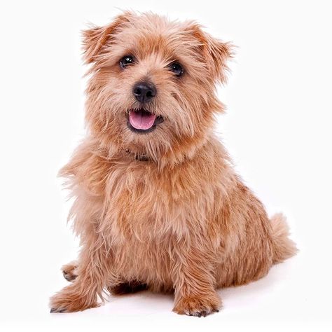 Norfolk Terrier Dog Breed Information | Purina Small Terrier Breeds, Best Family Dog Breeds, Tiny Dog Breeds, Family Dogs Breeds, Small Terrier, Puppy Pics, Norfolk Terrier, Cairn Terriers, Norwich Terrier