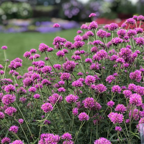 GOMPHRENA_TRUFFULA_PINK_GLOBE_AMARANTH_GC_GOMTP_01 Pink Gomphrena, Amaranth Plant, Bachelor Button Flowers, Proven Winners Perennials, Mosquito Plants, Garden Mum, Long Blooming Perennials, Globe Amaranth, Garden Calendar