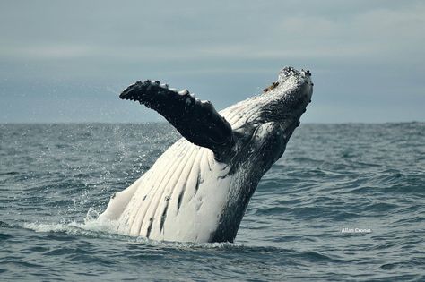 Whale Watch Kaikoura on Twitter: "We had a humpback whale pay us a visit over the weekend! Amazing pics captured by one of our sea crew Allan Cronin. #kaikoura #nzmustdo https://t.co/DkAg13XJG5" Sperm Whale, Whale Art, Good Morning Funny, Close Encounters, Amazing Pics, Humpback Whale, Blue Whale, Killer Whales, Class Ideas