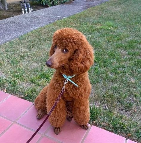 Red Moyen Poodle, Tattoo Wallpapers, Red Standard Poodle, Toy Poodle Haircut, Moyen Poodle, Anjing Poodle, Brown Poodle, Poodle Haircut, Poodle Puppy Standard