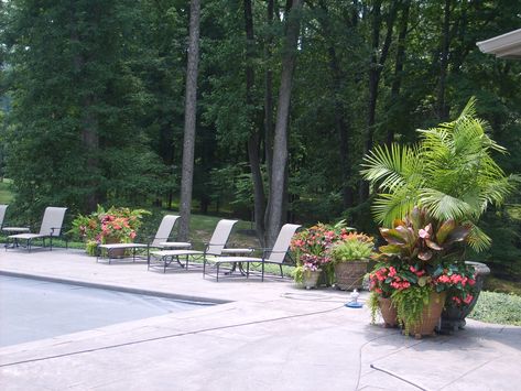 I have to give credit where credit is due; this week’s blog idea came from my stepmom as she enjoyed her last day of summer vacation by the pool before returning to work tomorrow as an elementary school teacher. No one, including my stepmom, likes a messy patio, or, even worse, a messy pool. Who Trees For Pool Area, Potted Plants For Patio, Planters Around Pool, Potted Plant Ideas, Plants For Patio, Pools And Patios, Pool Planters, Best Potted Plants, Plants Around Pool