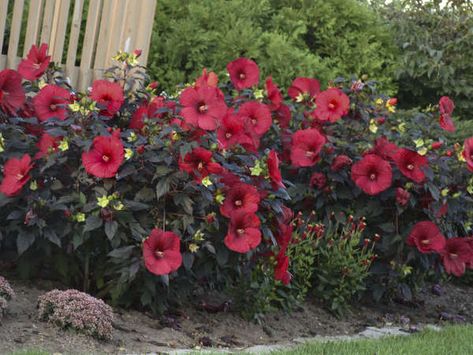 Deer Resistant Shade Plants, Perennial Hibiscus, Deer Resistant Landscaping, Red Perennials, Proven Winners Perennials, Rabbit Resistant Plants, Deer Resistant Garden, Deer Resistant Perennials, Full Sun Perennials