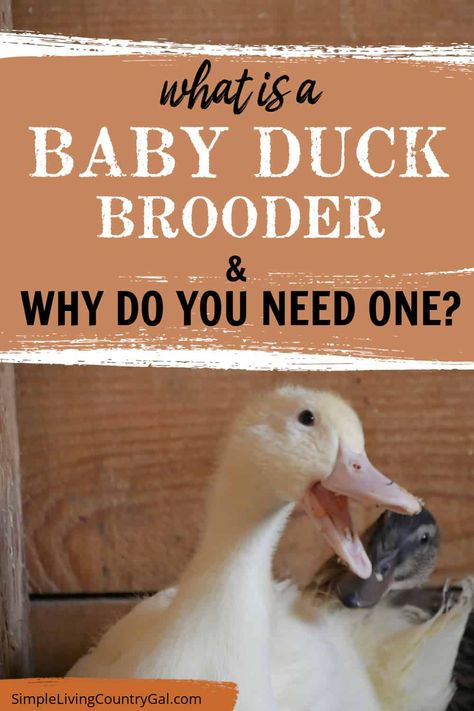 what is a duck brooder and why do you need one? Raising ducks doesn't have to be difficult! With a duck brooder, you can ensure your ducklings get off to the best start in life. Keep them safe from predators and harsh weather conditions with an appropriate enclosure, warm heat source, and protective cover. Give your ducklings the perfect environment for their first few weeks of life and watch them flourish! Diy Duck Brooder Ideas, Duck Brooder Ideas, Duck Brooder, Diy Duckling Brooder, Raising Ducklings, When Do Ducks Start Laying Eggs, Duckling Brooder, Duck Enclosure, Keeping Ducks