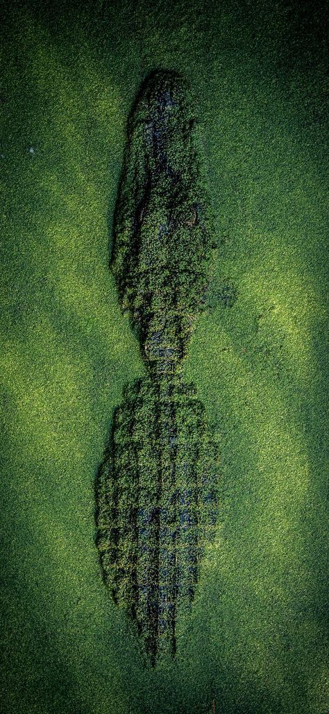 Green Crocodile Wallpaper, Alligator Wallpaper Iphone, Crocodile Wallpaper Aesthetic, Crocodile Aesthetic Wallpaper, Gator Background, Crocodile Wallpaper Iphone, Croco Wallpaper, Crocodile Background, Alligator Background