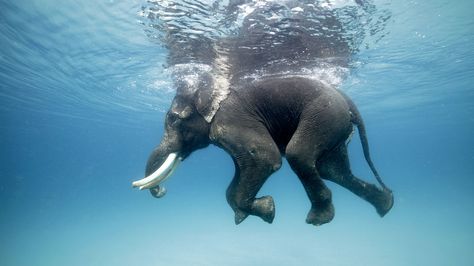 Andamans’ last swimming elephant no more Elephants Photography, Walking In The Jungle, Kangaroo Rat, Elephant Photography, Magical Images, Underwater Photographer, Ao Nang, Marine Conservation, Safari Park