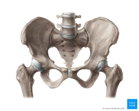 Learn the anatomy of the pelvis fast and stress-free in this article, where we walk you through its bones, joints, ligaments, foramina and clinical aspects. Pelvis Anatomy, Joints Anatomy, Tensor Fasciae Latae, Bone Drawing, Pelvic Girdle, Pelvic Bone, Lower Limb, Anatomy Sketches, Body Anatomy