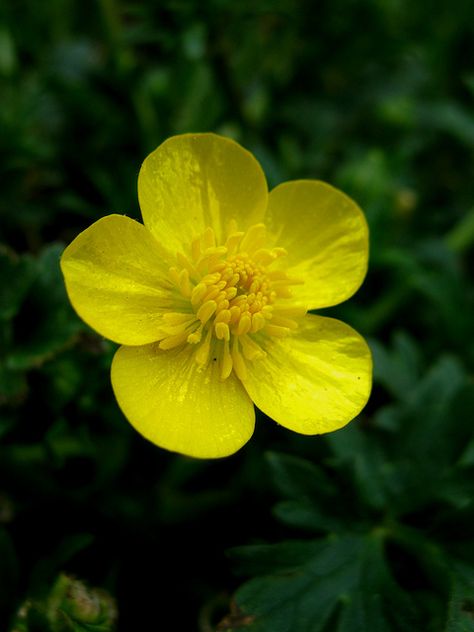 Ranunculaceae: Ranunculus acris - Tall Buttercup (Common Buttercup) flower by William Tanneberger, via Flickr Primrose Plant, Buttercup Flower, Indoor Flowering Plants, Big Art, Nature Garden, Ranunculus, Yellow Flower, Exotic Flowers, Flower Photos