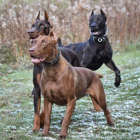 Feral Poses, Canis Panther, Doberman Boys, Doberman Colors, Rare Dogs, Doberman Pinscher Dog, Scary Dogs, Doberman Dogs, Limousin