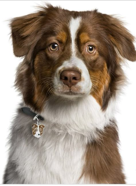 Drawing Dogs, Dog Anatomy, Really Cute Puppies, Aussie Dogs, Australian Shepherd Dogs, Dog Photograph, Labrador Retriever Puppies, Retriever Puppies, Dog Pics