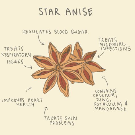 The wonders of star anise! We use only the best ingredients for our chai, sourcing only organic star anise ⭐️ #healthy #chai #organic #vegan #glutenfree #baking Anise Star Recipes, Growing Star Anise, Star Anise Decorations, Anise Tea Benefits, Star Anise Benefits, Star Anise Tea, Anise Star, Herbal Education, Medical Herbs