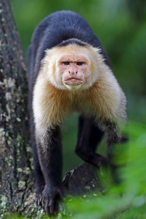 Monkey Photography, Types Of Monkeys, Capuchin Monkey, Mandrill, Wild Animals Pictures, American Animals, Pet Monkey, Most Beautiful Animals, Monkeys Funny