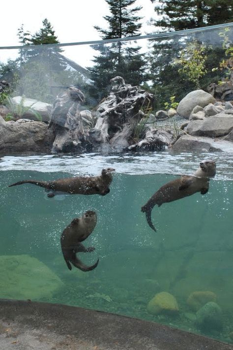 Watershed Heroes, Sequoia Park Zoo, Eureka, Californië, USA by Studio Hanson Roberts ... #Zoo #Zoological #ZooDesign #ZooArchitecture #Animals #ZooAnimals Zoo Pictures, River Otters, Zoo Architecture, Zoo Photos, Zoo Park, Animal Sanctuary, Camping Theme, The Zoo, Zoology