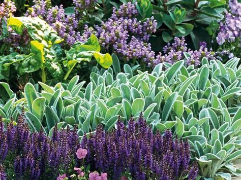 Great Groundcovers! | The Garden Glove Yucca Gloriosa, Stachys Byzantina, Hardscape Design, Ground Cover Plants, Lambs Ear, Plant Combinations, Gardening Gloves, Peterborough, Ground Cover