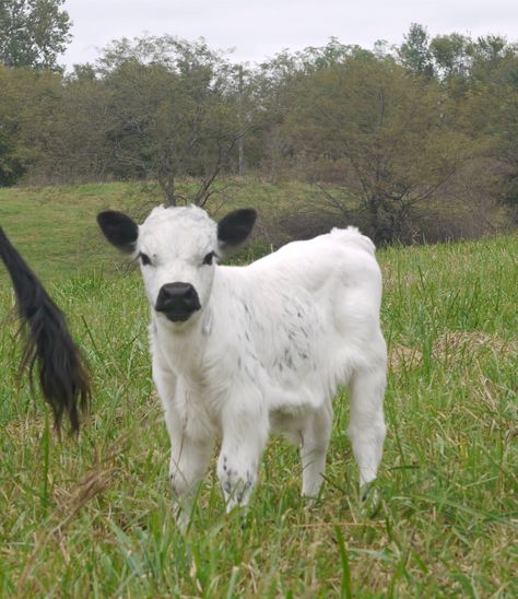 White Dexter Miniature Cattle, an Old Breed with a New Color Mini Cattle, Mini Dexter Cows, British White Cattle, Dexter Cows, Miniature Highland Cattle Fluffy Cows, Minature Cows Fluffy, Dexter Cattle, Miniature Cattle, Miniature Cows