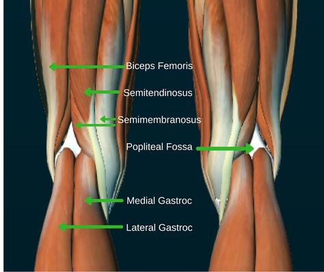 Pain Behind The Knee, Meniscus Surgery, Knee Pain Stretches, Knee Replacement Recovery, Swollen Knee, Muscle Stretches, Tight Hamstrings, Cruciate Ligament, Knee Exercises