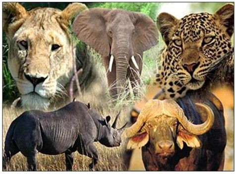 South Africa is blessed with the Big 5 - Lion, Elephant, Leopard, Rhino and Buffalo. One never has to travel far in SA to gasp at these big beauties. Chobe National Park, The Big Five, Big Game Hunting, Big 5, Out Of Africa, Kruger National Park, Game Reserve, African Wildlife, Amazing Animals