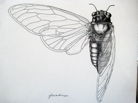 Cicada Tattoo, Cicada Art, Scientific Drawing, Science Illustration, Moth Tattoo, Bug Art, White Drawing, Insect Art, Scientific Illustration