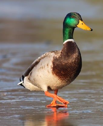 Male Mallard Duck Deciduous Forest Animals, Animal Facts Interesting, Duck Photography, Duck Species, Aquatic Birds, Duck Pictures, Duck Photo, Haunting Photos, Duck Art