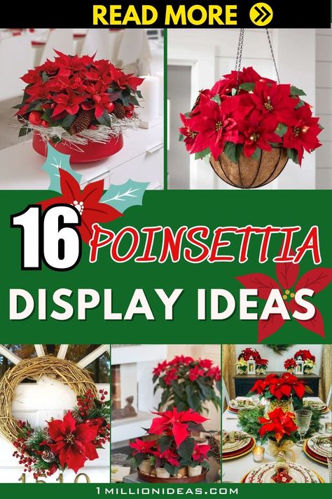 The holiday season is synonymous with vibrant reds, lush greens, and the unmistakable presence of poinsettias. These iconic flowers, with their festive hues, have the power to transform any space into a winter wonderland. Beyond simply placing them in a pot, there are various creative ways to showcase these holiday blooms. This year, let's try something new by exploring 16 delightful ways to display poinsettias, infusing your home with the spirit of the season. Christmas Decor Poinsettia, Poinsettia Topiary Diy, Poinsettia Display Ideas, Pointsetta Decorations Decorating Ideas, Decorating With Poinsettias Christmas, Fake Poinsettia Decorating Ideas, Decorating With Poinsettias, Poinsettas Around Christmas Tree, Poinsettia Decorating Ideas