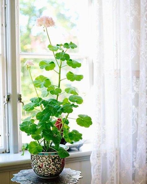 how-to-grow-geranium-indoors-3 Geraniums Indoors, Growing Geraniums, Geranium Care, Potted Geraniums, Scented Geranium, Pink Geranium, Indoor Gardens, Interior Plants, Container Flowers