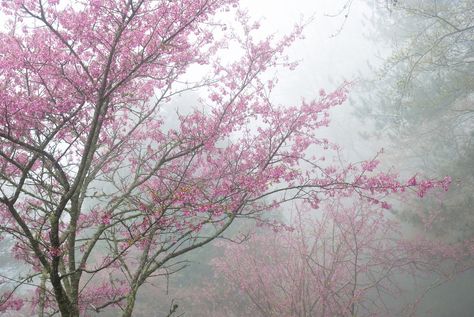 Pink Laptop, Japanese Aesthetic, Pretty Plants, Spring Vibes, Laptop Wallpaper, Girls Dream, The Vibe, Cherry Blossoms, Aesthetic Photo