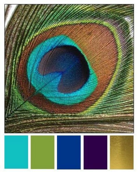 Peacock/ color chart Peacock Color Scheme, Peacock Images, Peacock Theme, Peacock Colors, Peacock Decor, Peacock Color, Wedding Palette, Colorful Feathers, Peacock Feathers