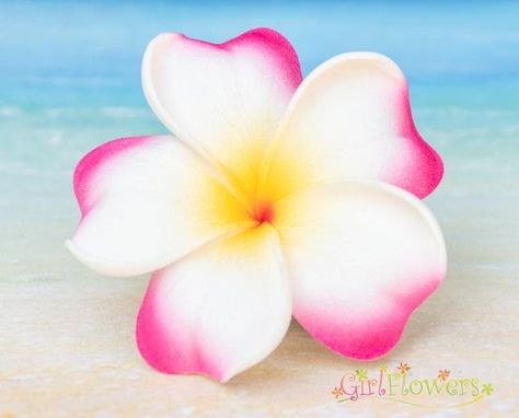 Beach Party Accessories, White Plumeria, Purple Tips, Coconut Dream, Sunkissed Skin, Alligator Hair Clip, One Flower, Pink Hibiscus, Summer Icon