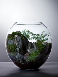 Moss Crafts, Small Terrarium, Beautiful Terrariums, Mini Terrarium, نباتات منزلية, Bottle Garden, Moss Garden, Indoor Gardens, Garden Terrarium