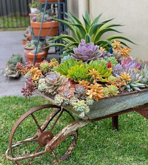 Vintage wheelbarrow turned into a planter for succulents. Backyard beauty. Vintage Wheelbarrow, Can Upcycle, Succulent Garden Landscape, Wheelbarrow Planter, Garden Fence Art, Wheelbarrow Garden, Wheel Barrow, Bucket Gardening, Wheelbarrows