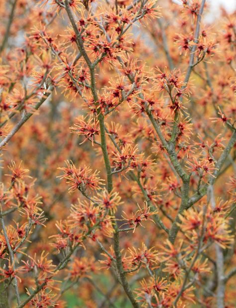 A beguiling nursery of witch hazel, flooded with colour and fragrance | House & Garden Hedgerow Plants, Witch Hazel Shrub, Hazel Plant, Witch Hazel Plant, Witch Hazel Tree, Drought Tolerant Garden, Witch Hazel, Specimen Trees, Dark Flowers