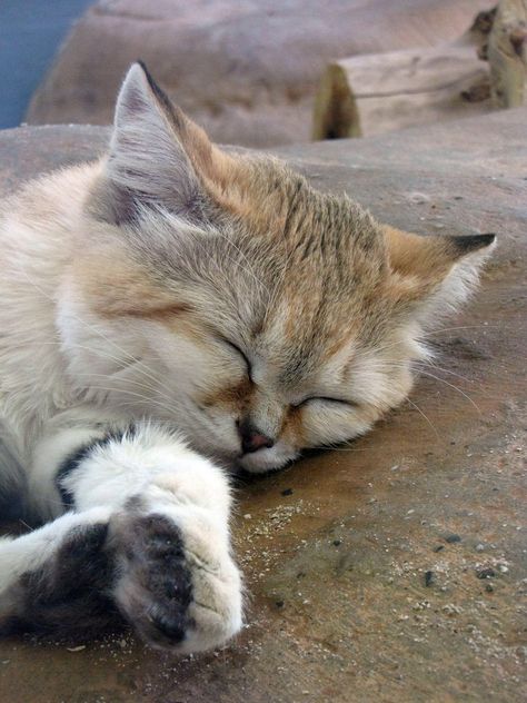 sand cat | Sand Cat Nap by Teh-Pandacoon Sand Cats, Sandy Desert, Small Wild Cats, Sand Cat, Cat Profile, Cat Species, Animal Groups, Cat 2, Cat Aesthetic