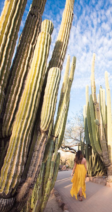 Top Ten Things to Do in Phoenix Phoenix Travel, Tempe Town Lake, Adventurous People, Old Town Scottsdale, Tempe Arizona, Desert Botanical Garden, Arizona Travel, American Southwest, Foto Art