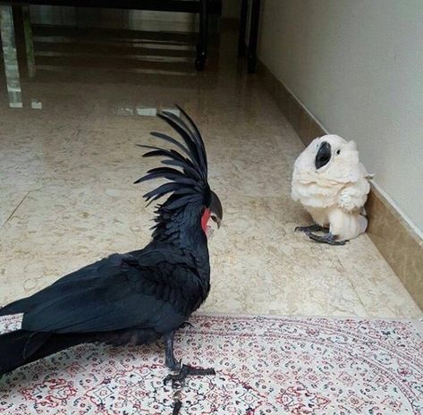 d0nna-ake: “ fakehistory: “Goth invader corner scared citizen of Rome (circa 400 A.D.) ” @nishikiyamas @evilwives ” Burung Kakatua, Crow Pictures, Funny Birds, 웃긴 사진, Silly Animals, Cute Wild Animals, Cute Birds, Cute Creatures, Cute Little Animals