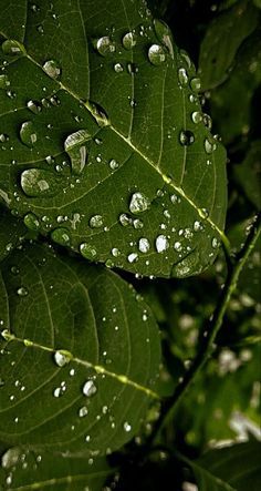 Water Droplets On Leaves, Water Droplet Photography, Raindrop Aesthetic, Rain Drops Photography, After Rain Photography, Forest Lamp, Water Droplets Photography, Macro Photography Water, Rain Droplets