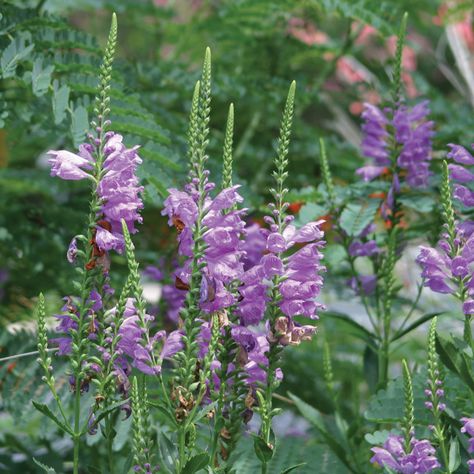 Obedient Plant, Fall Phystostegia virginiana Partial Shade Flowers, Evergreens For Shade, Obedient Plant, Long Planter, Front Yard Plants, Yard Plants, Prairie Planting, Tavern On The Green, Shade Flowers