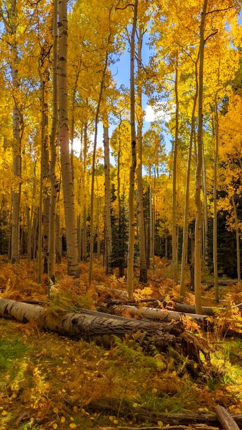 Maple Trees Aesthetic, Aspen Trees Photography, Trees Aesthetic, Yellow Forest, Fall Tree Painting, Birch Tree Art, Scenic Pictures, Maple Trees, Fall Tree