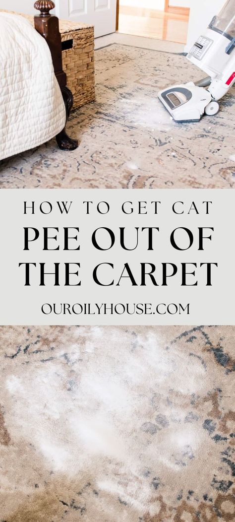 Cat Urine Out Of Carpet, Cat Pee Out Of Carpet, Pee Out Of Carpet, Urine Out Of Carpet, Best Carpet Cleaning Solution, Cleaning Cat Urine, Remove Cat Urine Smell, Pet Urine Smell, Cleaning Pet Urine