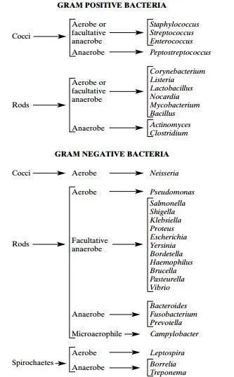 Microbiology Study, Bio Notes, Medical Lab Technician, Medical Laboratory Technician, Microbiology Lab, Medical Laboratory Scientist, College Nursing, Laboratory Technician, Vet Medicine