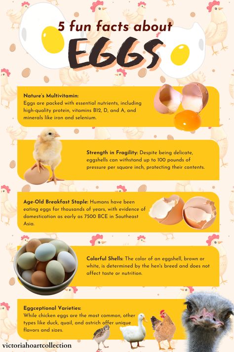 This is the 7th and final infographic about eggs. I enjoyed creating them because I feel more educated about this daily staple.  I am brainstorming ideas for the next (I have some ideas) and future series.  Please let me know if you have suggestions.  #egg #nutrition #facts #eggshells #chicken #quail #ostrich #duck #EggcellentFacts #EggspertKnowledge #EggcitingTrivia #EggceptionalFacts #EggstraordinaryInfo #EggcellentEggs #EggcellentFacts #EggcellentEggFacts #EggcitingFacts #EggstraordinaryEggs Egg Facts, Egg Nutrition Facts, Egg Nutrition, Eating Eggs, High Quality Protein, Learning Graphic Design, I Am Learning, Design And Illustration, Chicken Eggs