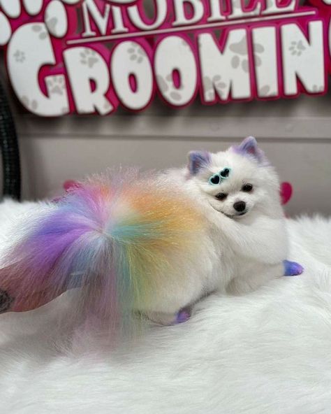 Light Color Hair, Creative Dog Grooming, Mobile Grooming, Dog Hair Dye, Dog Grooming Products, Dog Dye, Dog Grooming Styles, Creative Grooming, Dog Spa