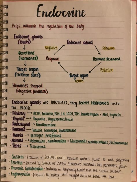 Description and function of endocrine System The Endocrine System Drawing, Human Endocrine System Notes, Endocrine System Anatomy And Physiology, Endocrine System Notes Nursing Schools, Endocrine System Concept Map, Endocrine System Hormones Notes, The Endocrine System Notes, Endocrine System Project Ideas, Endocrine Glands Notes