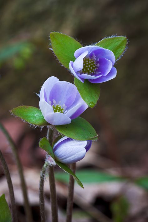 Anemone Hepatica, Backyard Herb Garden, Early Spring Flowers, 강아지 그림, Flower Arrangements Simple, Nothing But Flowers, Unique Trees, Exotic Flowers, Flower Images