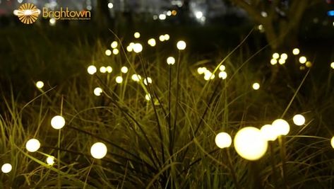 Yard Walkway, Lights Decoration, Solar Garden Lights, Firefly Lights, Garden Lights, Outdoor Lights, Solar Garden, Solar Lights Garden, Outdoor Solar Lights